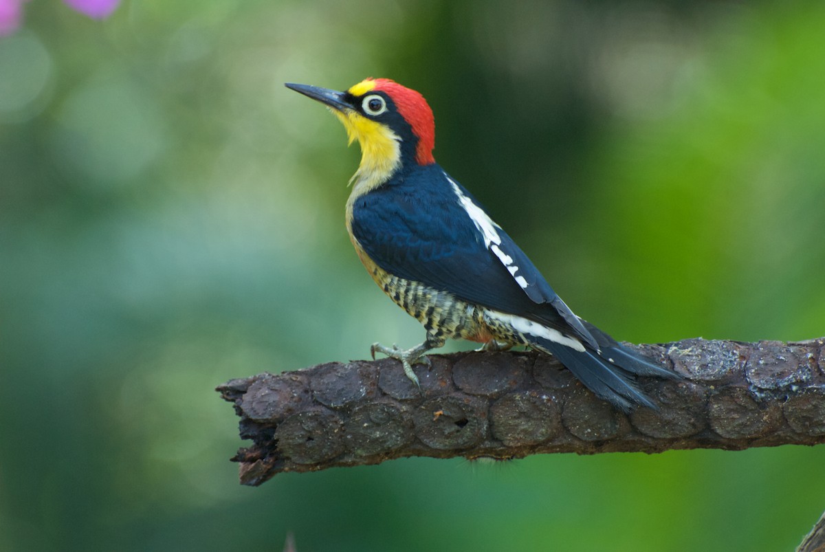 Yellow-fronted Woodpecker - ML30207851