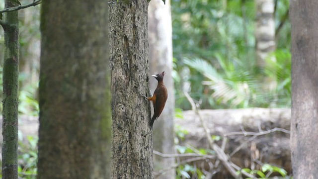 Chestnut Woodpecker - ML302079301