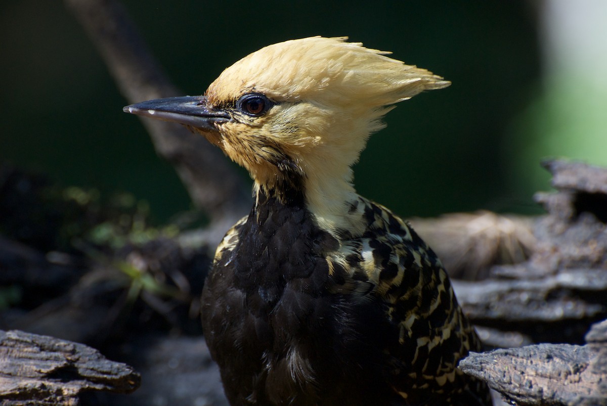 Blond-crested Woodpecker - ML30207951