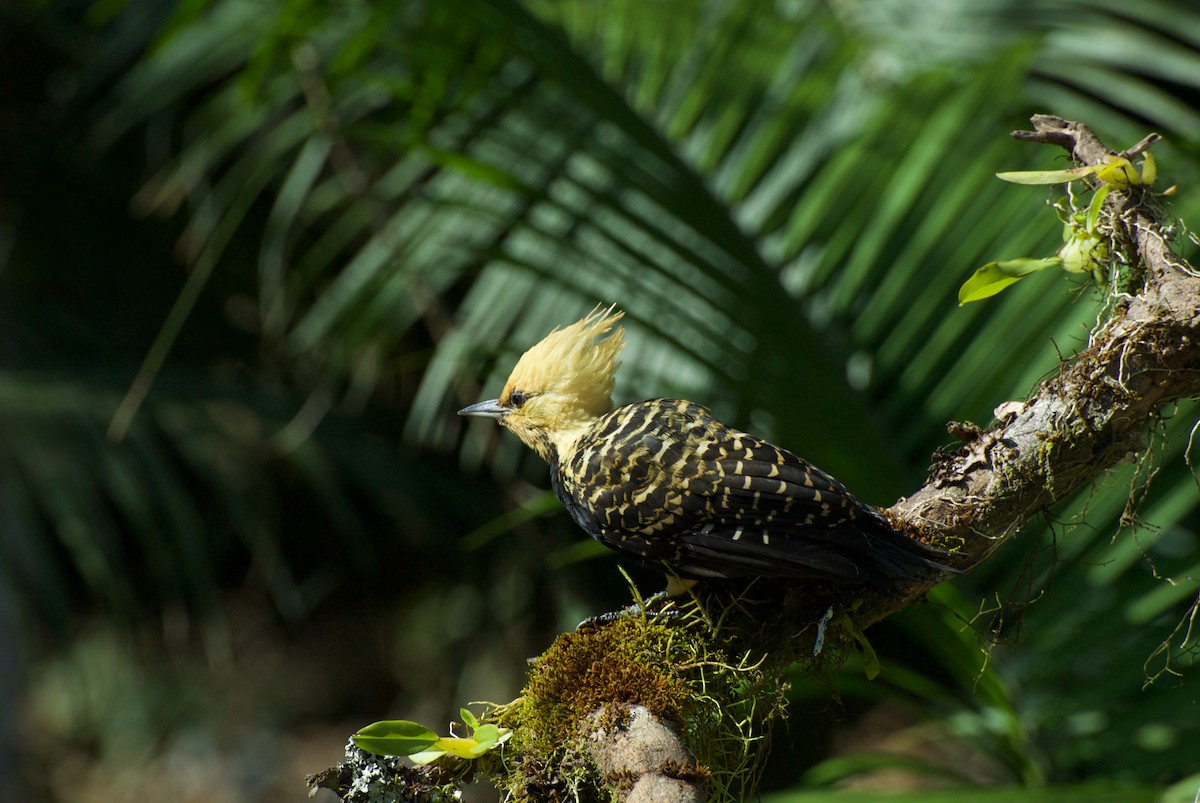 Blond-crested Woodpecker - Andreas Kostic