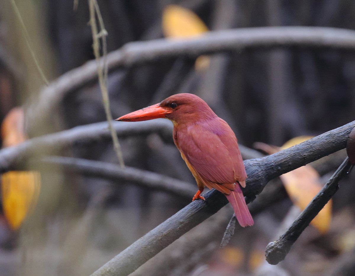 Ruddy Kingfisher - Mangesh Prabhulkar