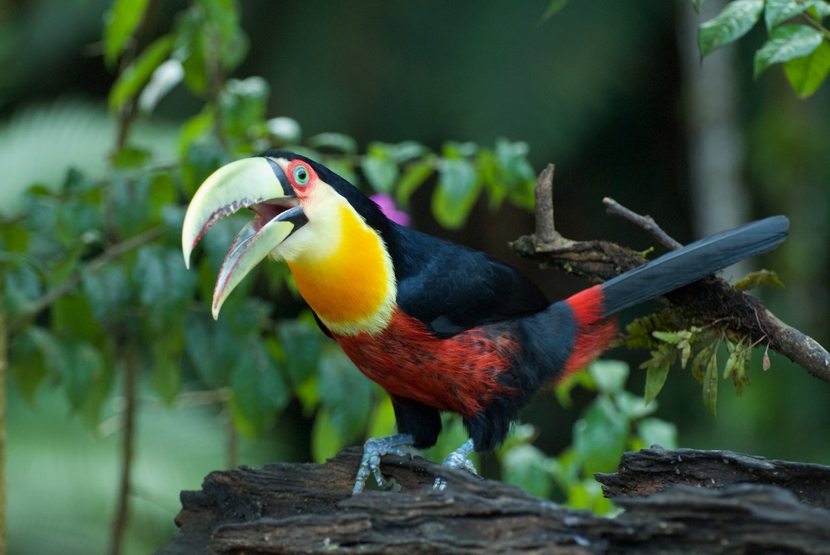 Red-breasted Toucan - Andreas Kostic