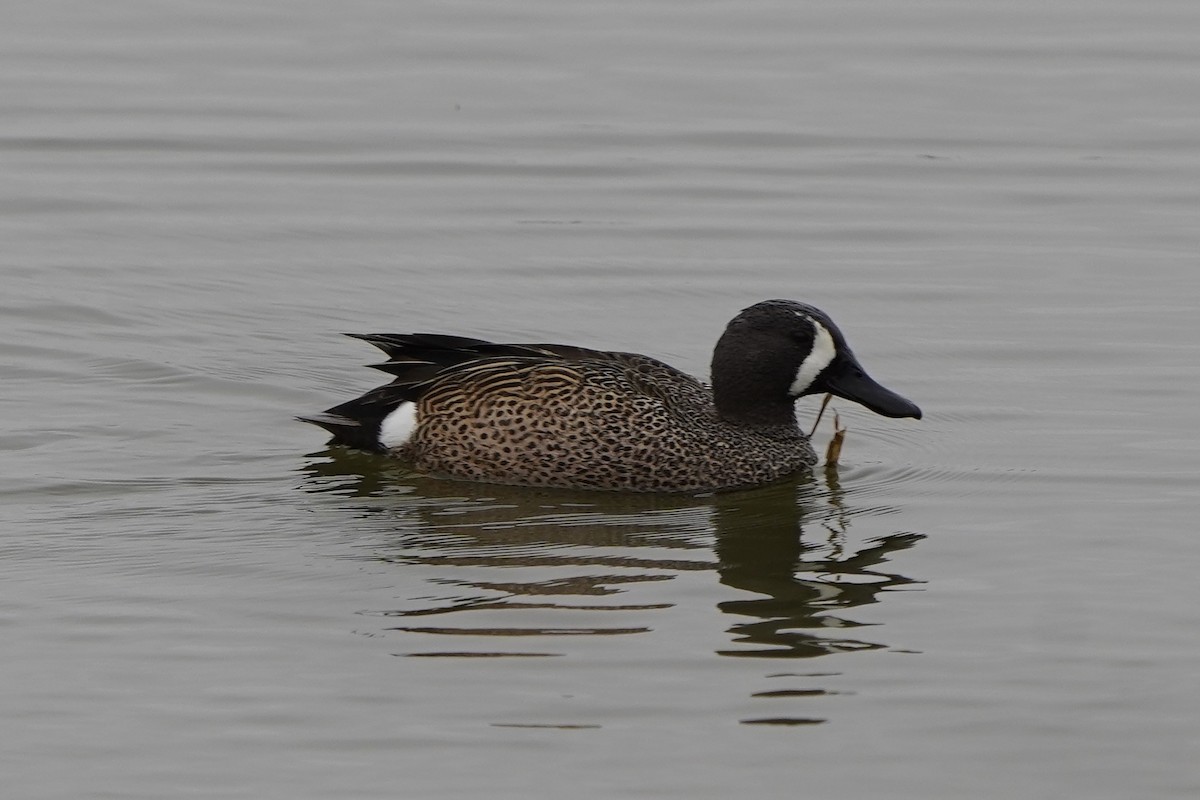 Blue-winged Teal - ML302084141