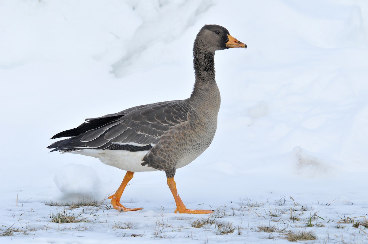 Greater White-fronted Goose (Greenland) - ML302084831