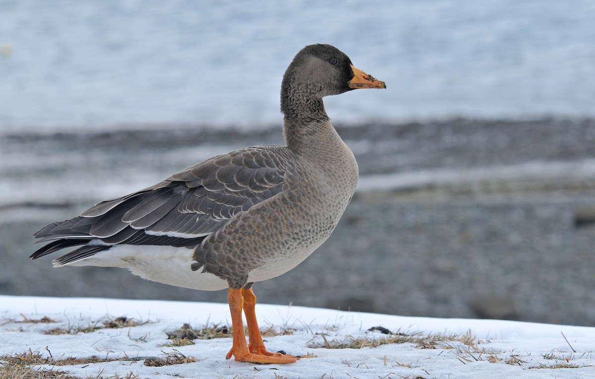 Greater White-fronted Goose (Greenland) - ML302084841