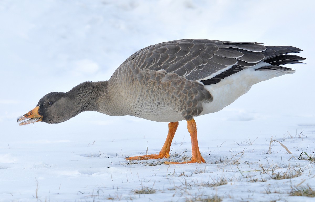 Greater White-fronted Goose (Greenland) - ML302084851