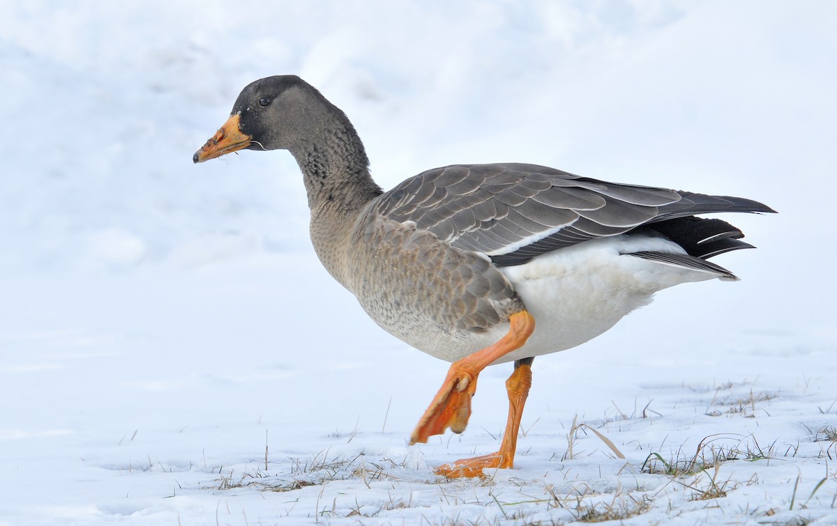 Greater White-fronted Goose (Greenland) - ML302084891