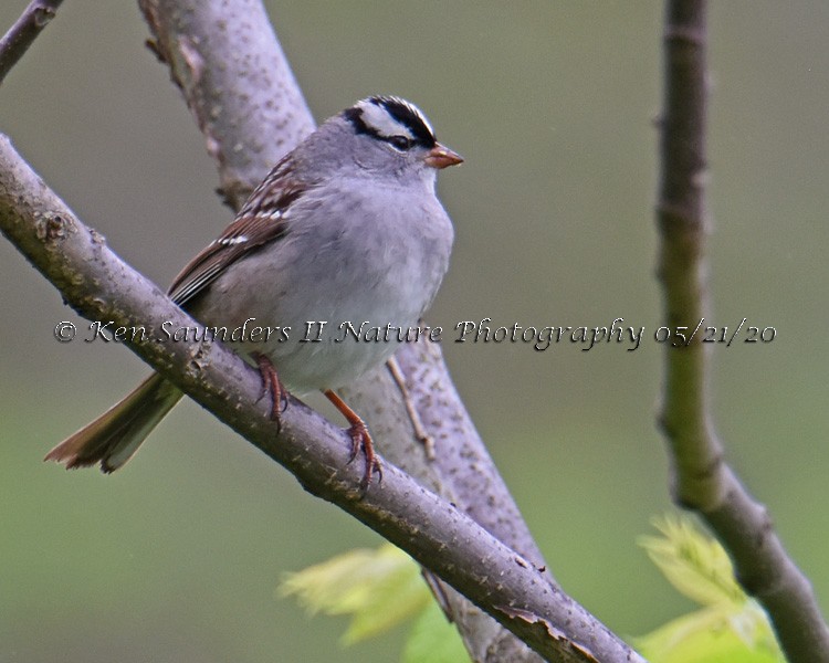 White-crowned Sparrow - ML302084941
