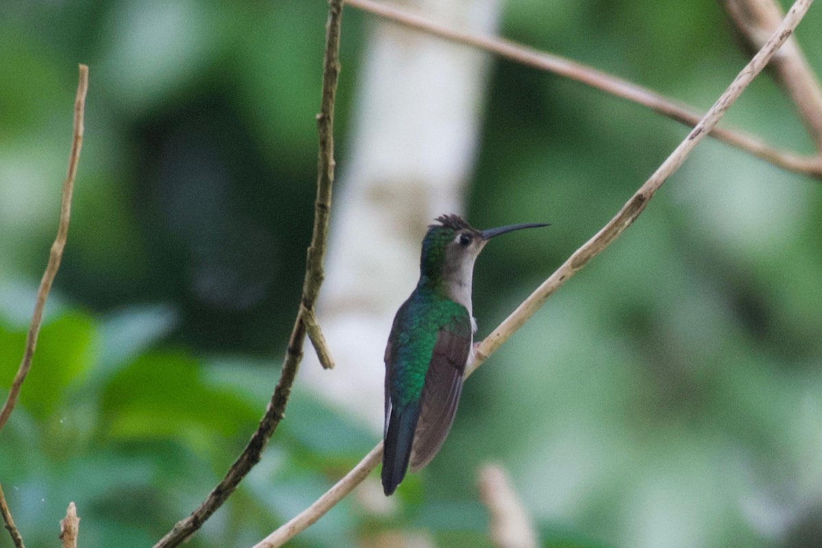 Wedge-tailed Sabrewing (Long-tailed) - ML302089051