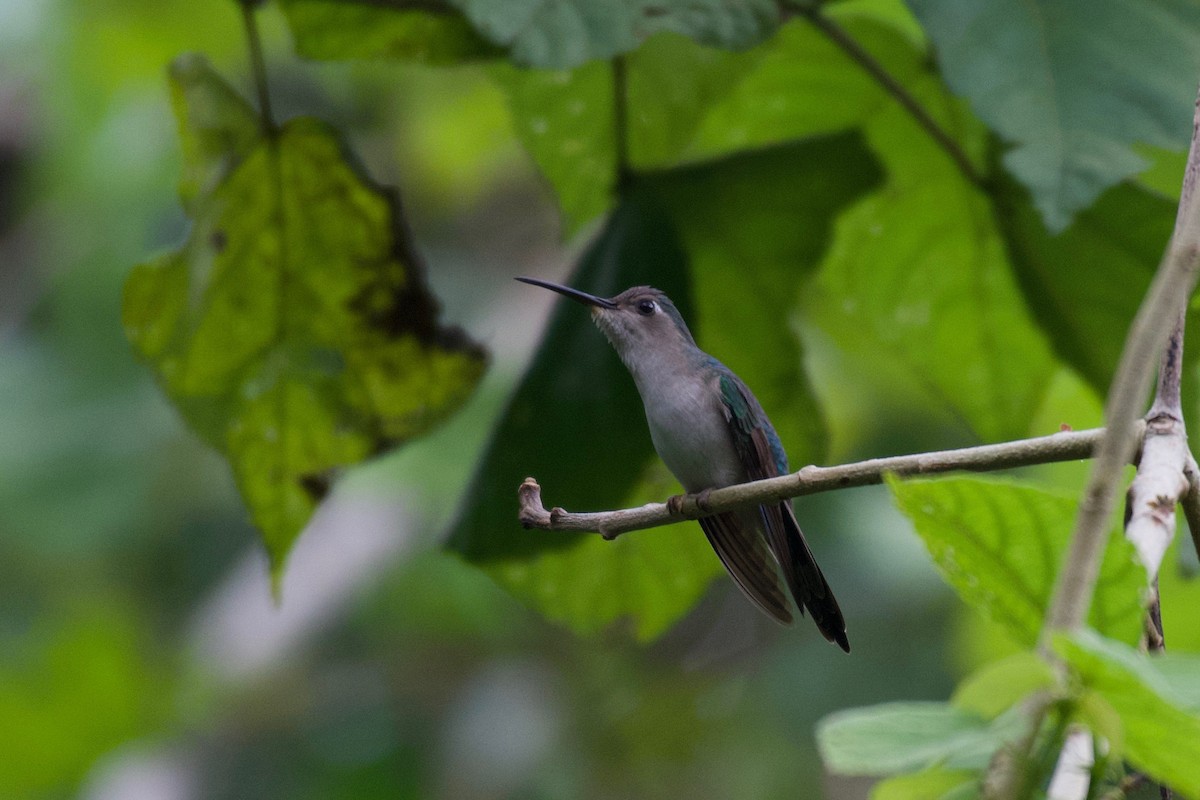 Wedge-tailed Sabrewing (Long-tailed) - ML302089061