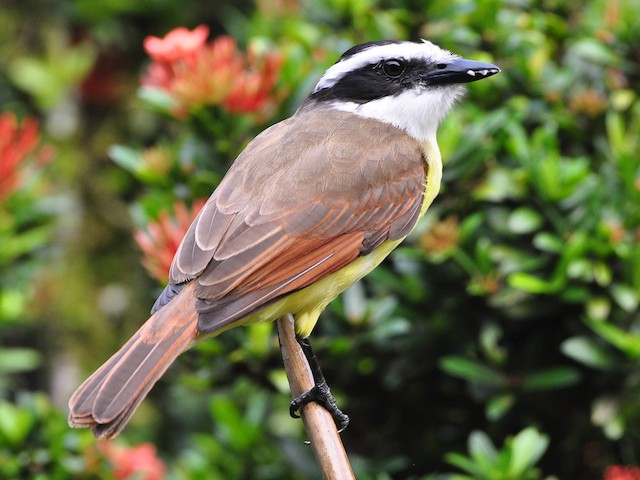 Photos Great Kiskadee Pitangus Sulphuratus Birds Of The World