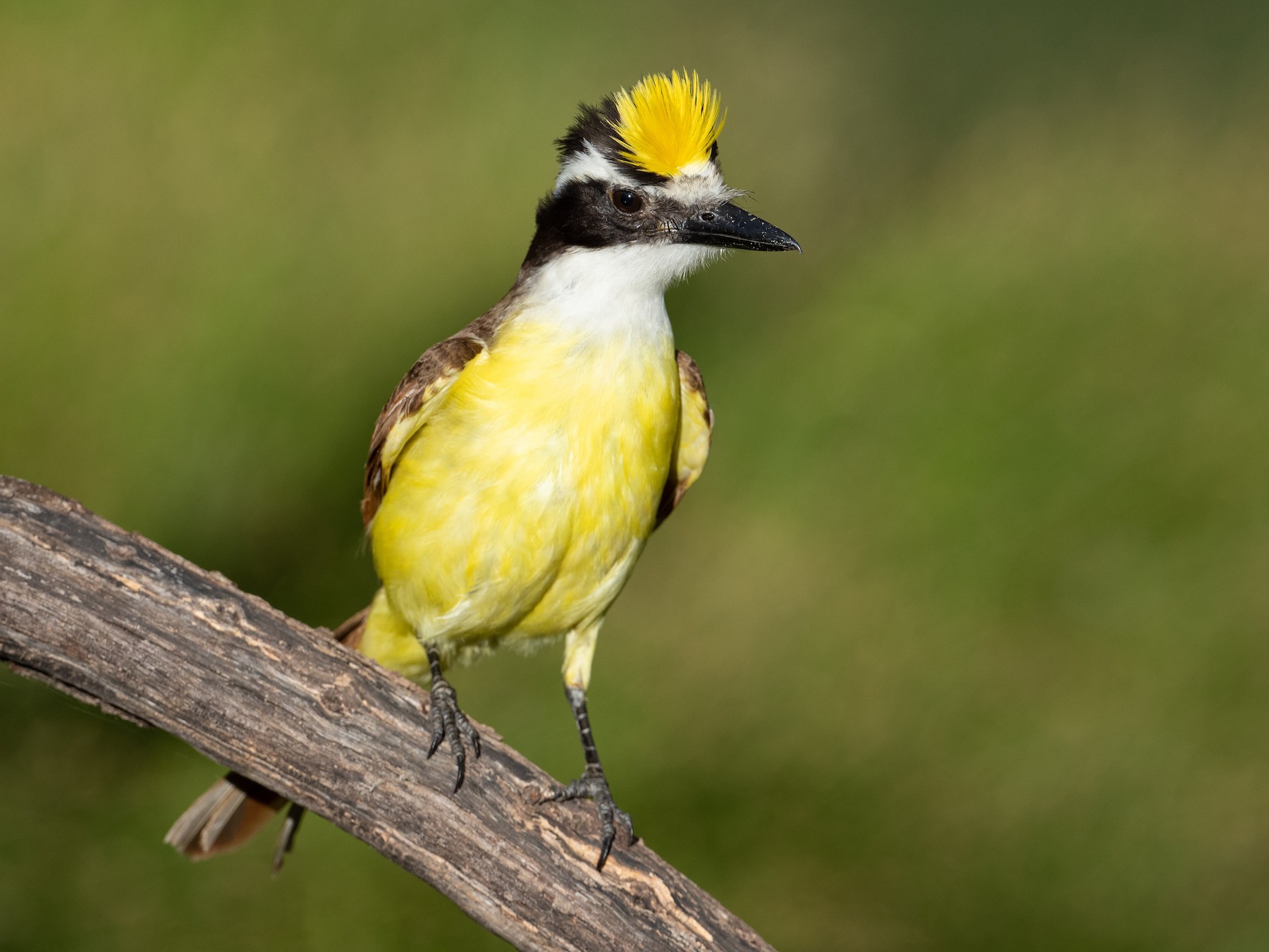 Great Kiskadee Ebird