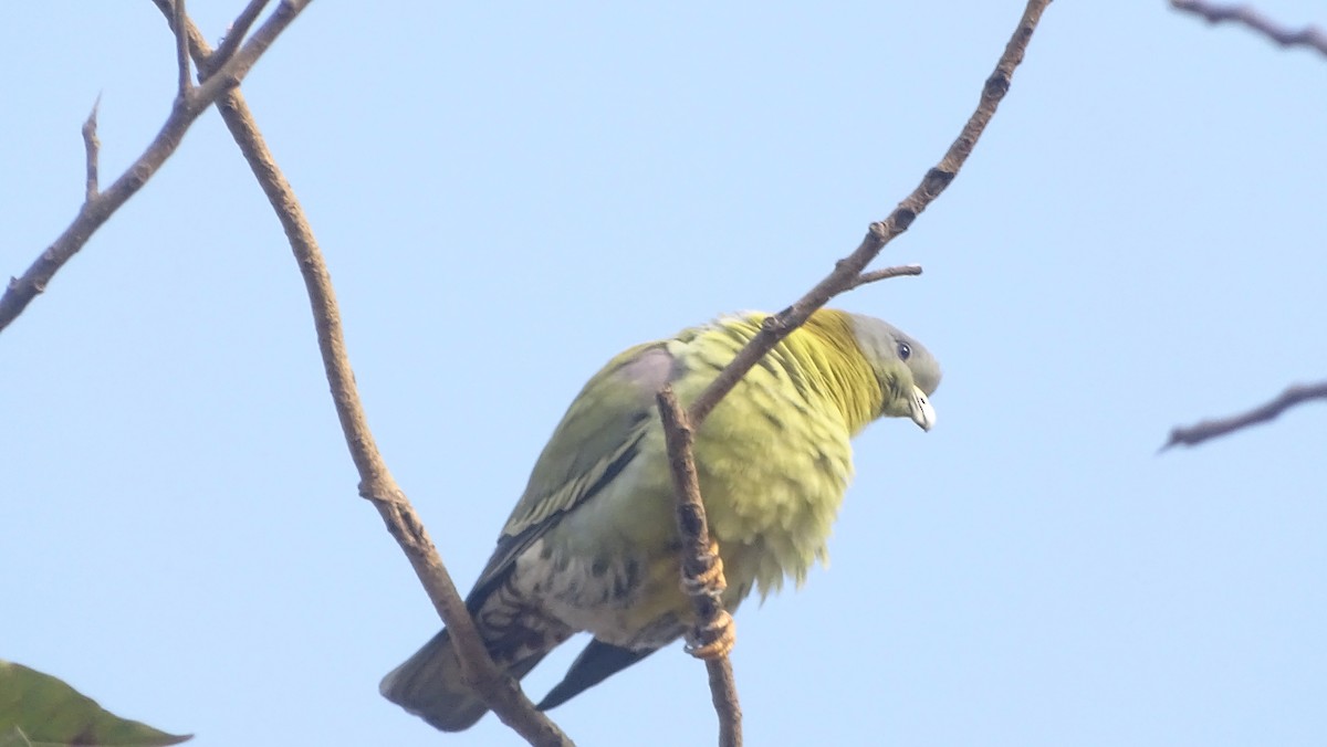 Yellow-footed Green-Pigeon - ML302091401