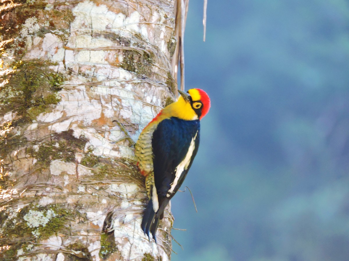 Yellow-fronted Woodpecker - Fabio Barata