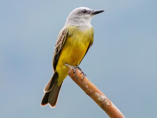  - Tropical Kingbird