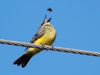  - Tropical Kingbird