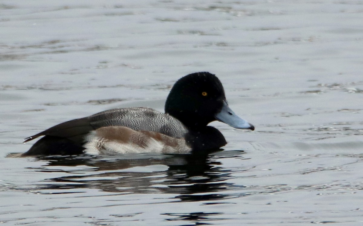 Greater Scaup - ML302099171