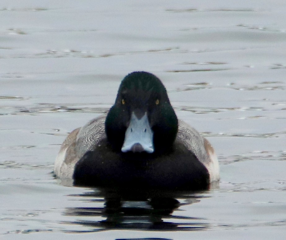 Greater Scaup - ML302099181