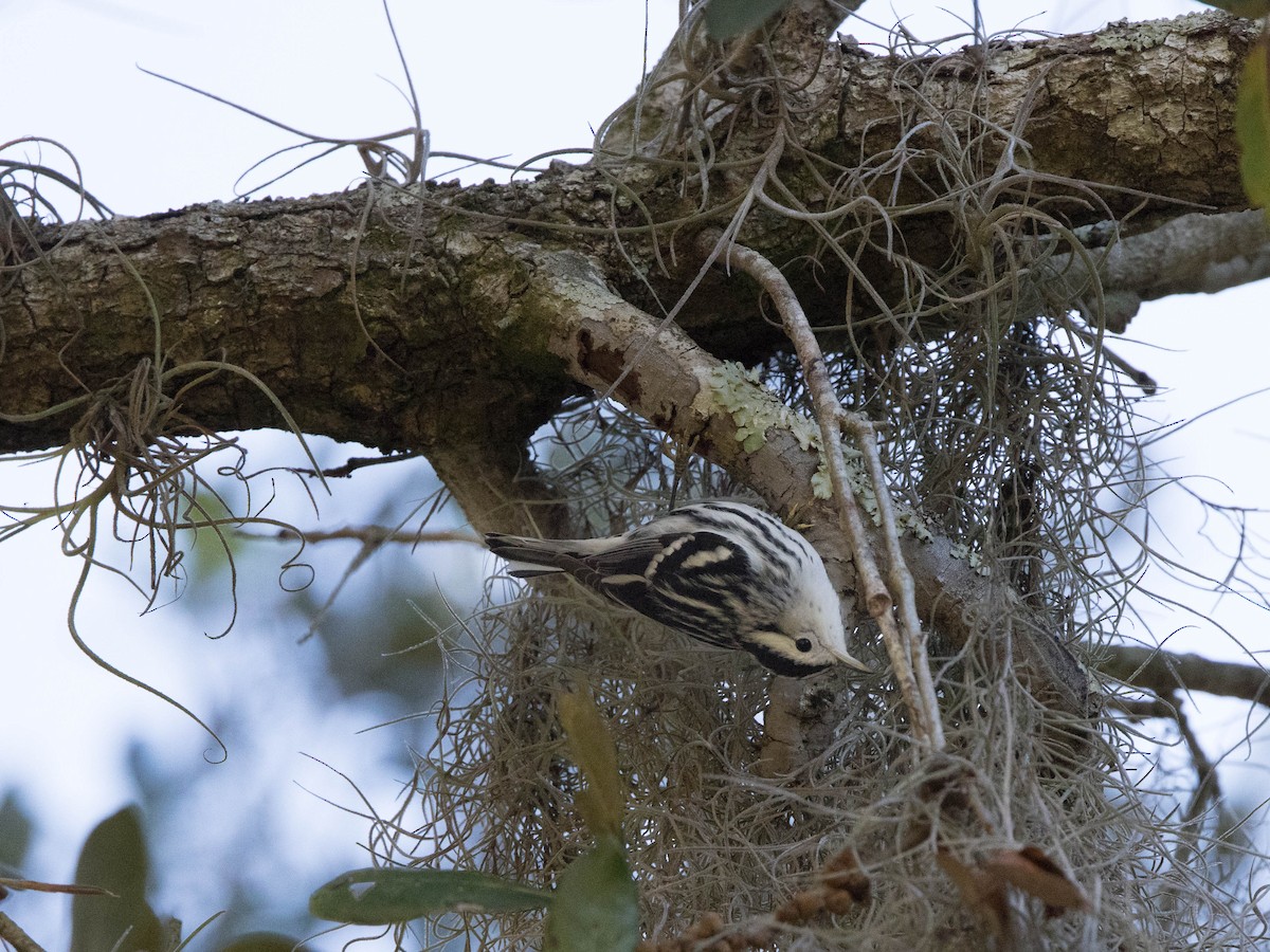 Black-and-white Warbler - ML302100751
