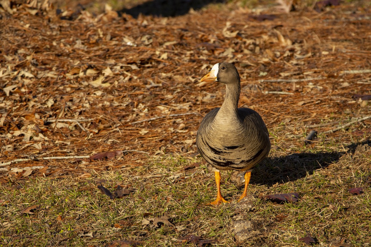 Greater White-fronted Goose - ML302102291