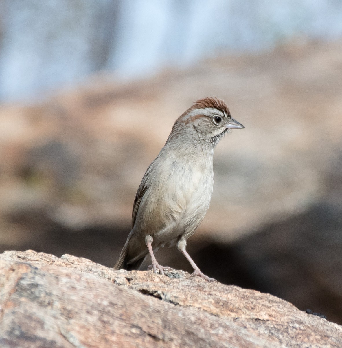 Rufous-crowned Sparrow - Gordon Karre