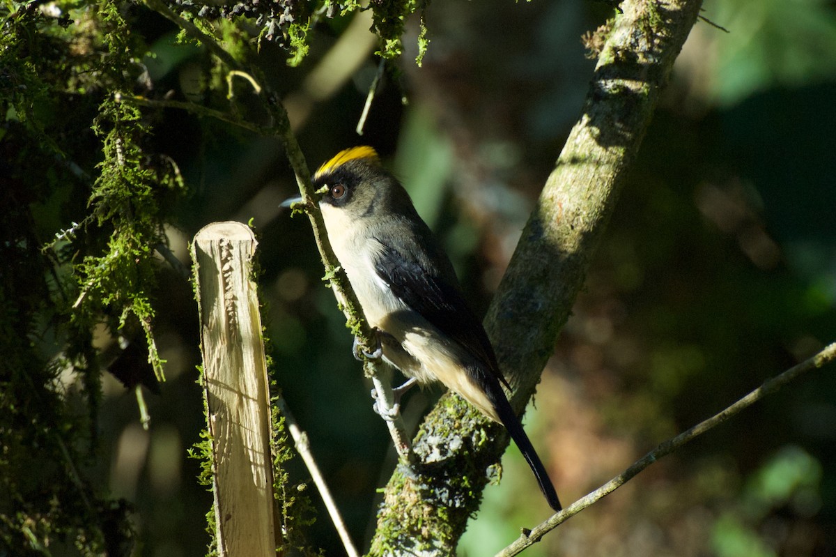 Black-goggled Tanager - ML30210661