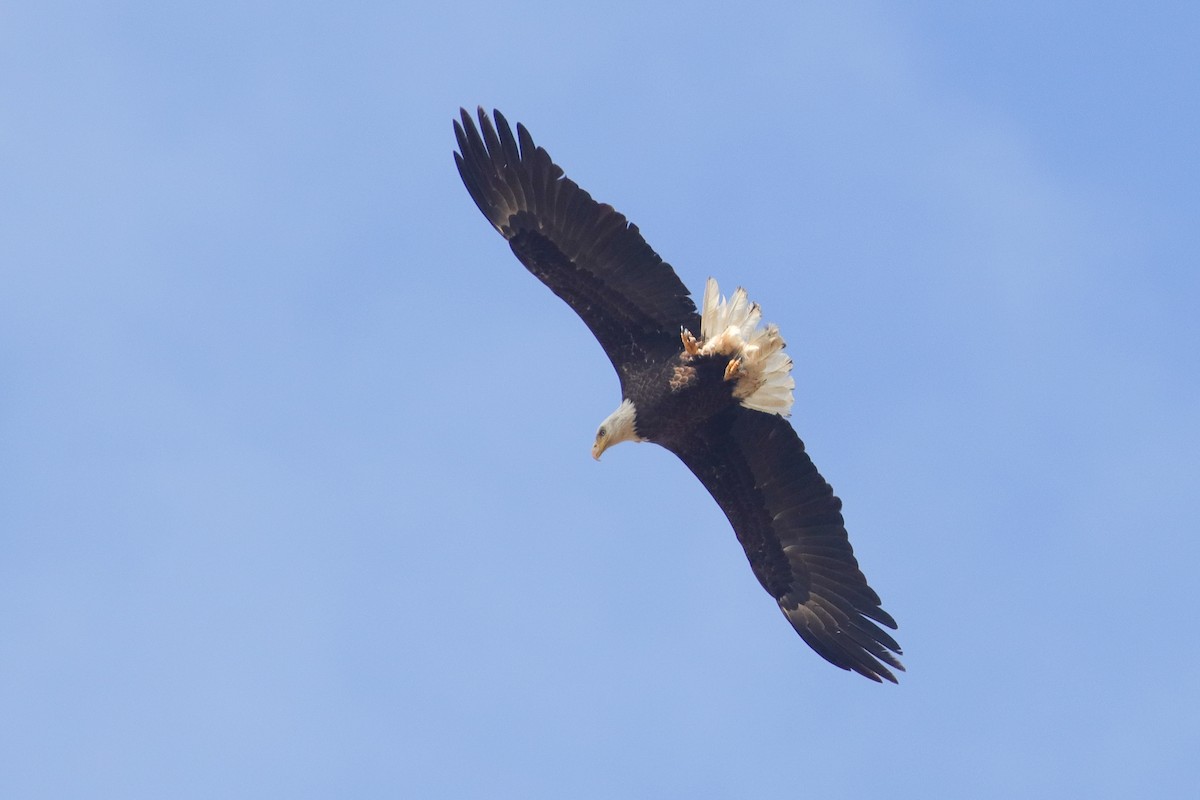 Bald Eagle - Martina Nordstrand