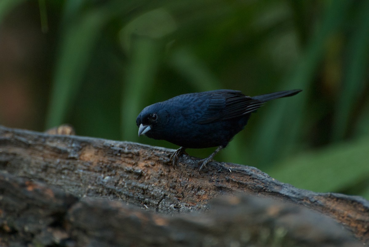 Ruby-crowned Tanager - ML30211181