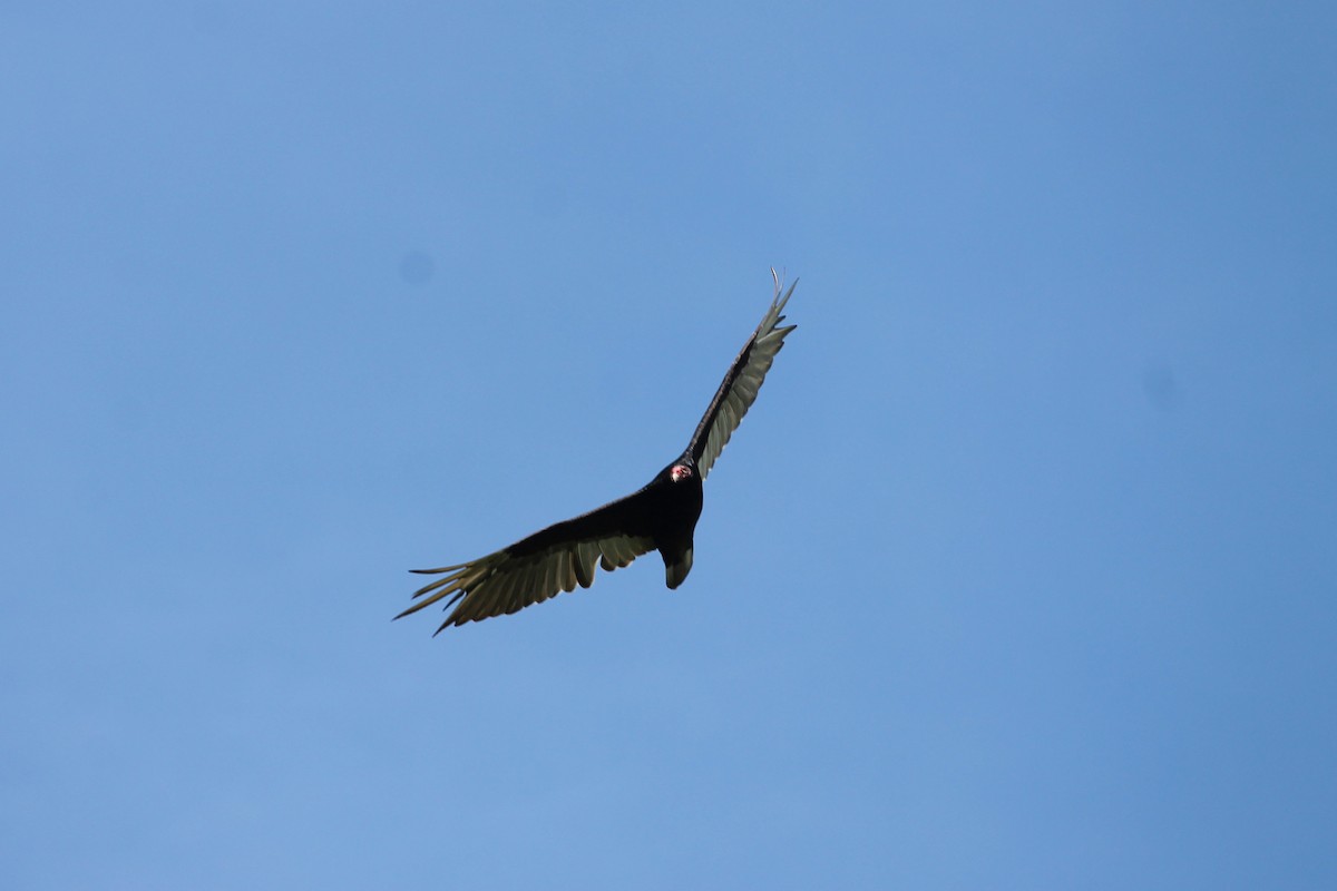 Turkey Vulture - ML30211191