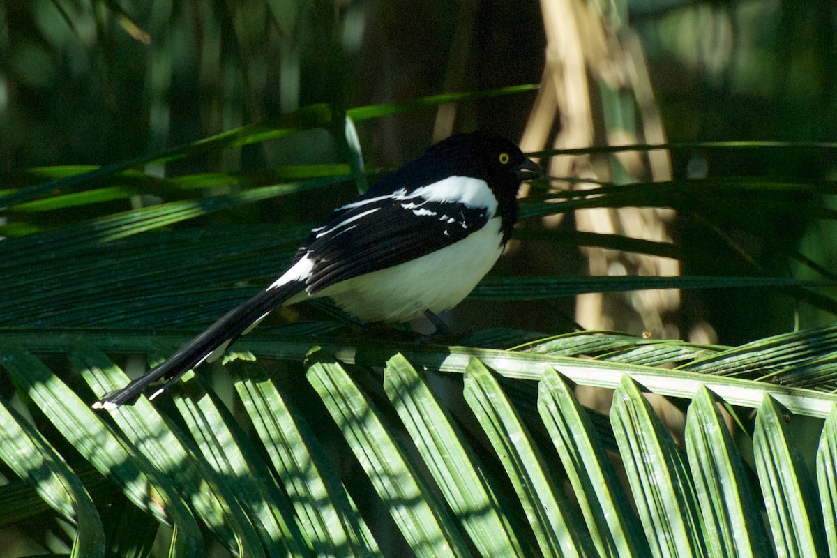 Magpie Tanager - ML30211291