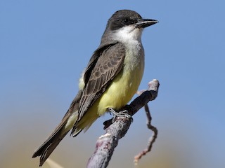 ハシブトタイランチョウ - eBird