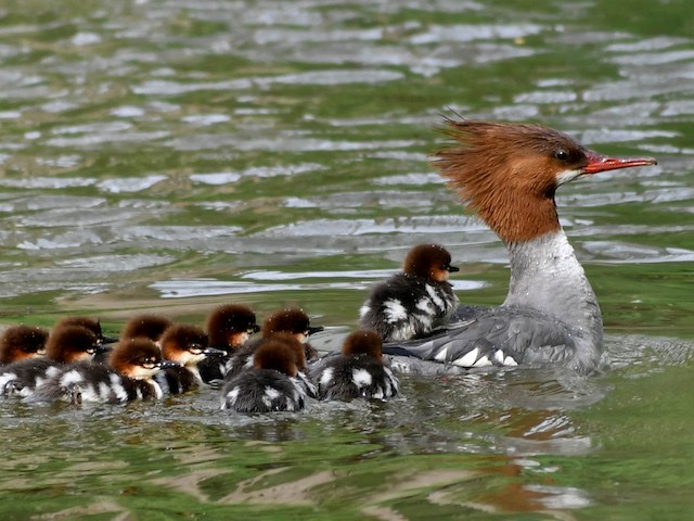 Female and chick (North American) - Common Merganser - 