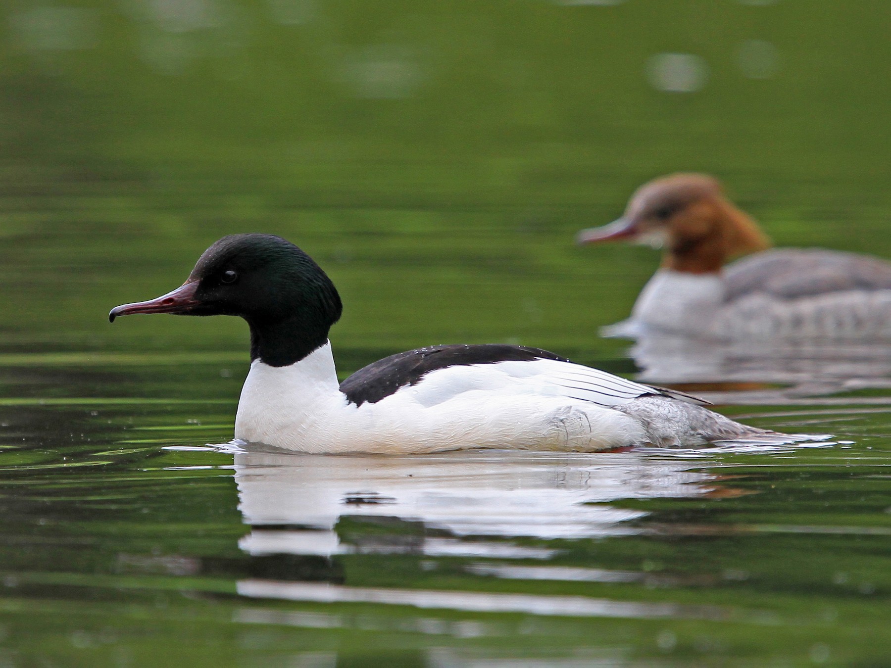 カワアイサ - eBird