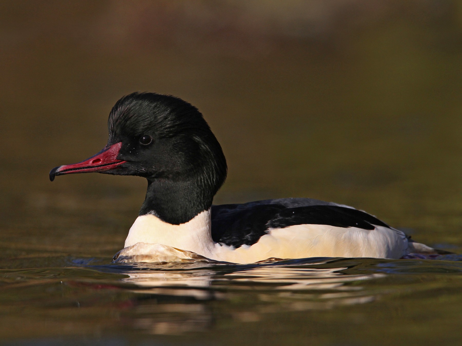 Common Merganser - Christoph Moning