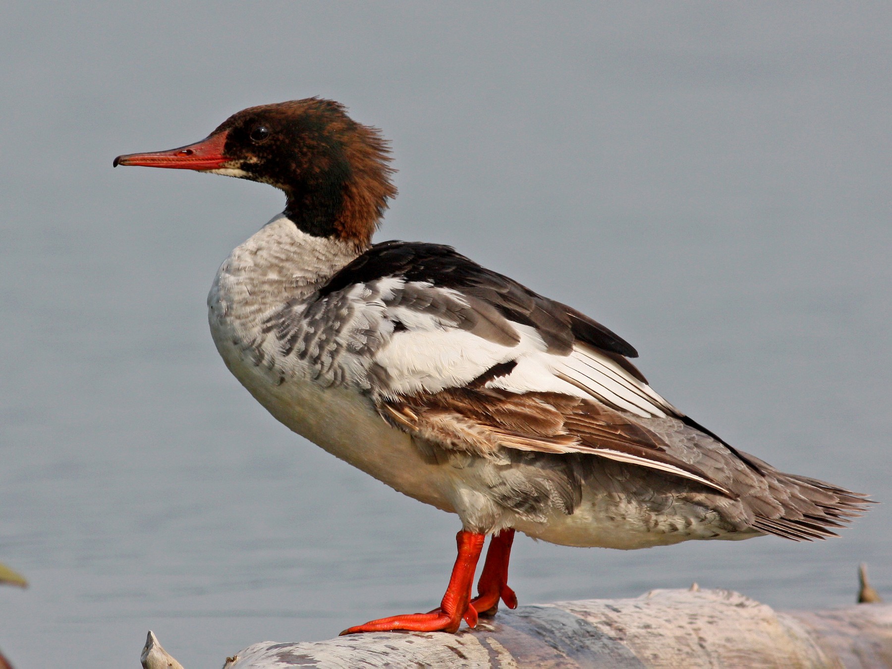 カワアイサ - eBird