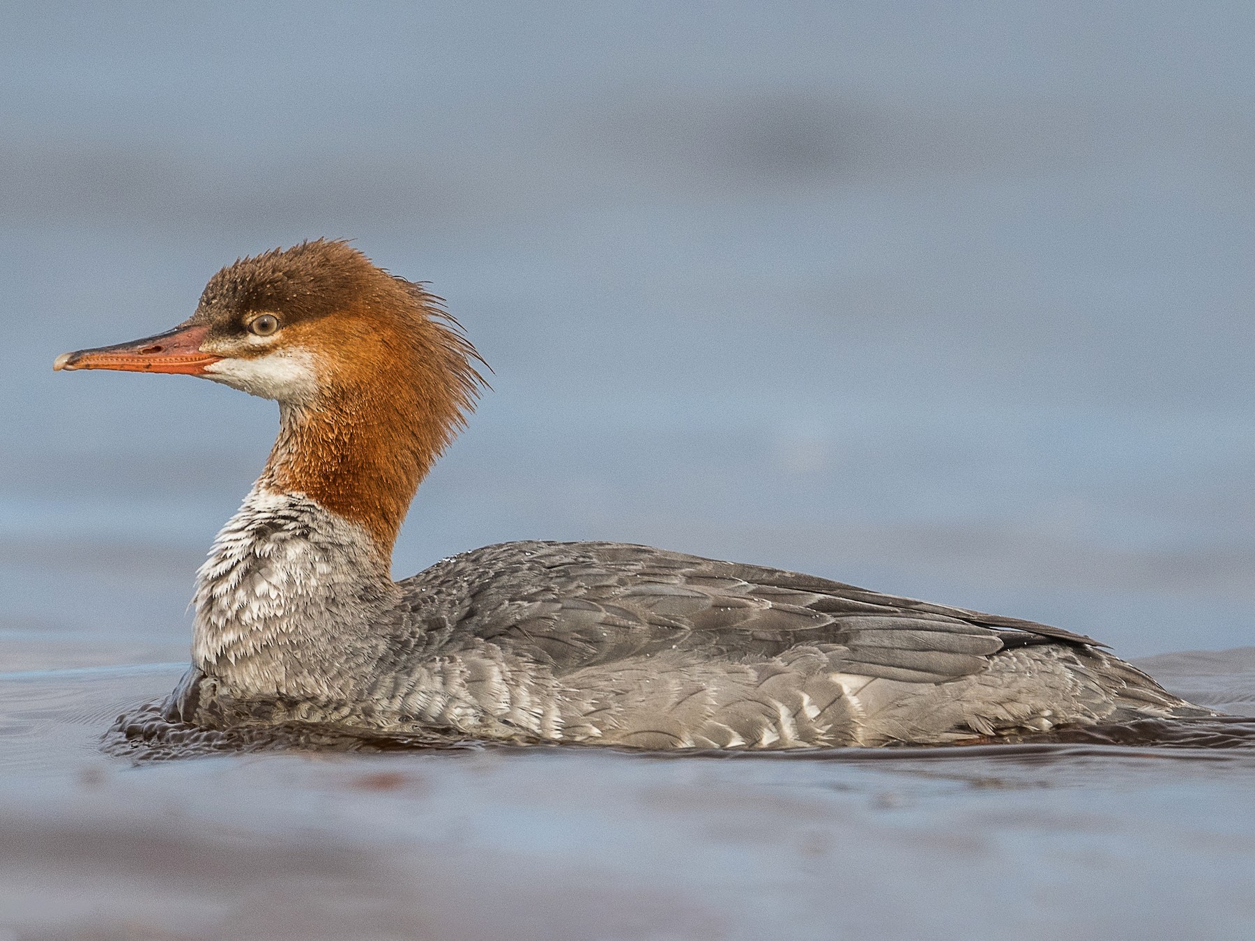 カワアイサ - eBird