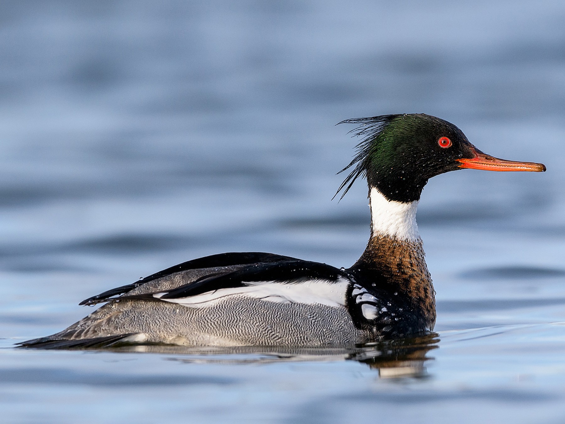 Merganser Duck