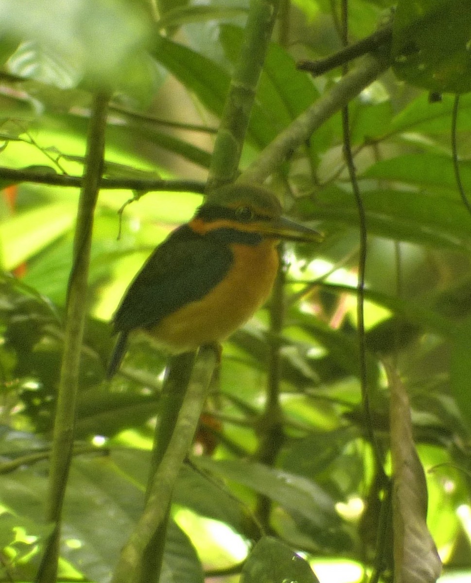 Rufous-collared Kingfisher - ML302119161