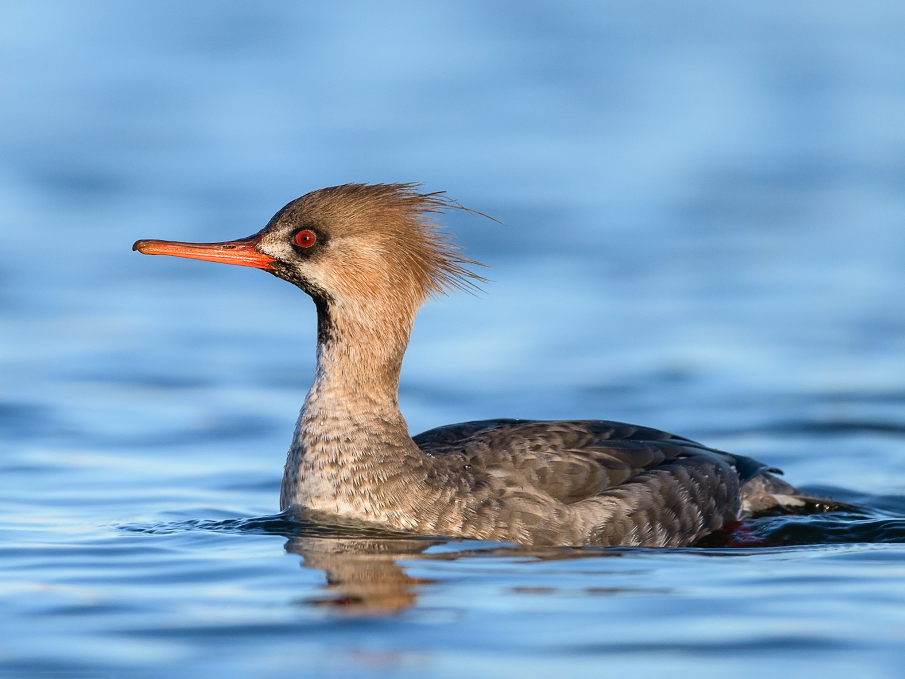 Red-breasted Merganser - Daniel Grossi