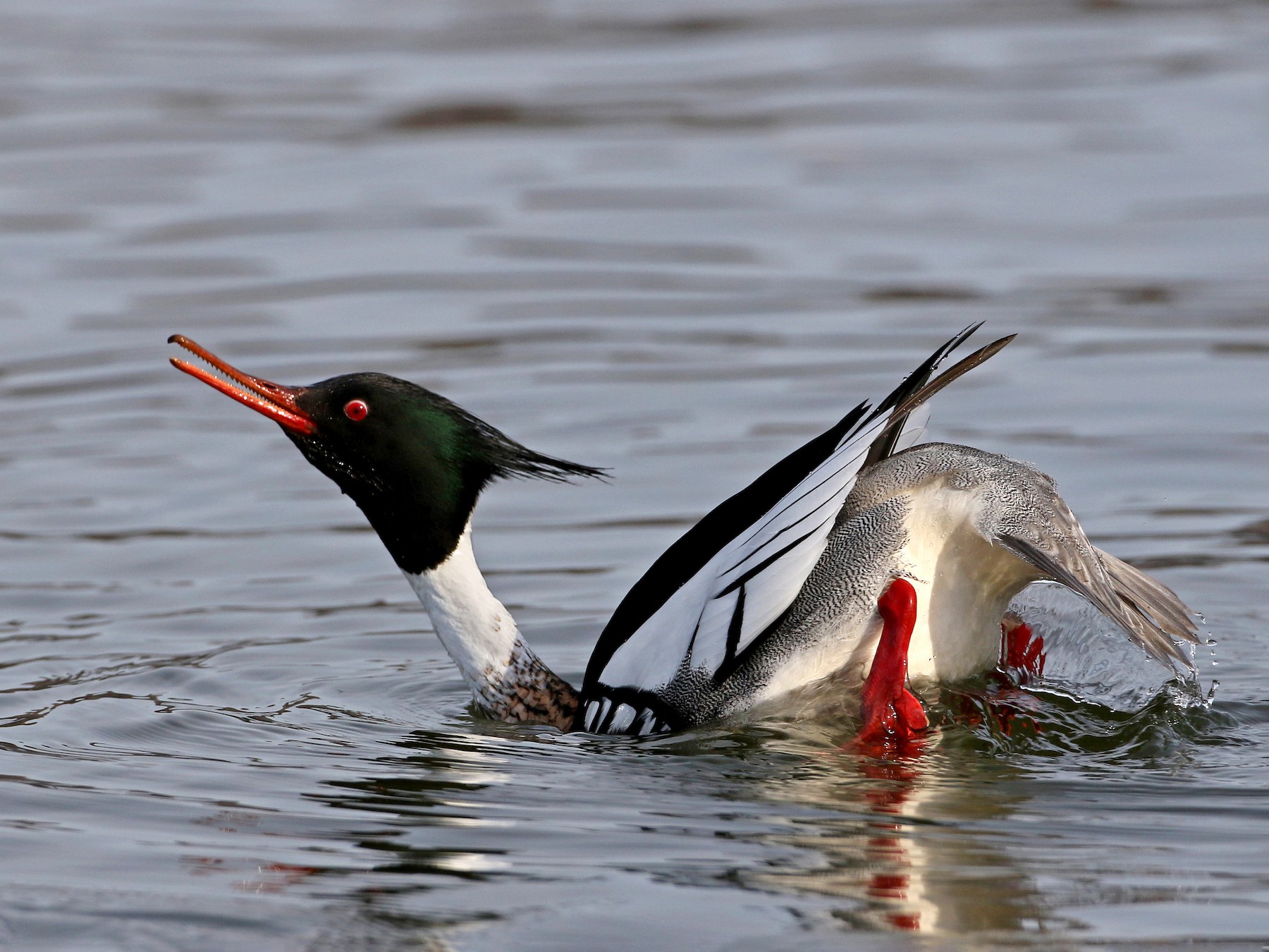 Red-breasted Merganser - Jay McGowan