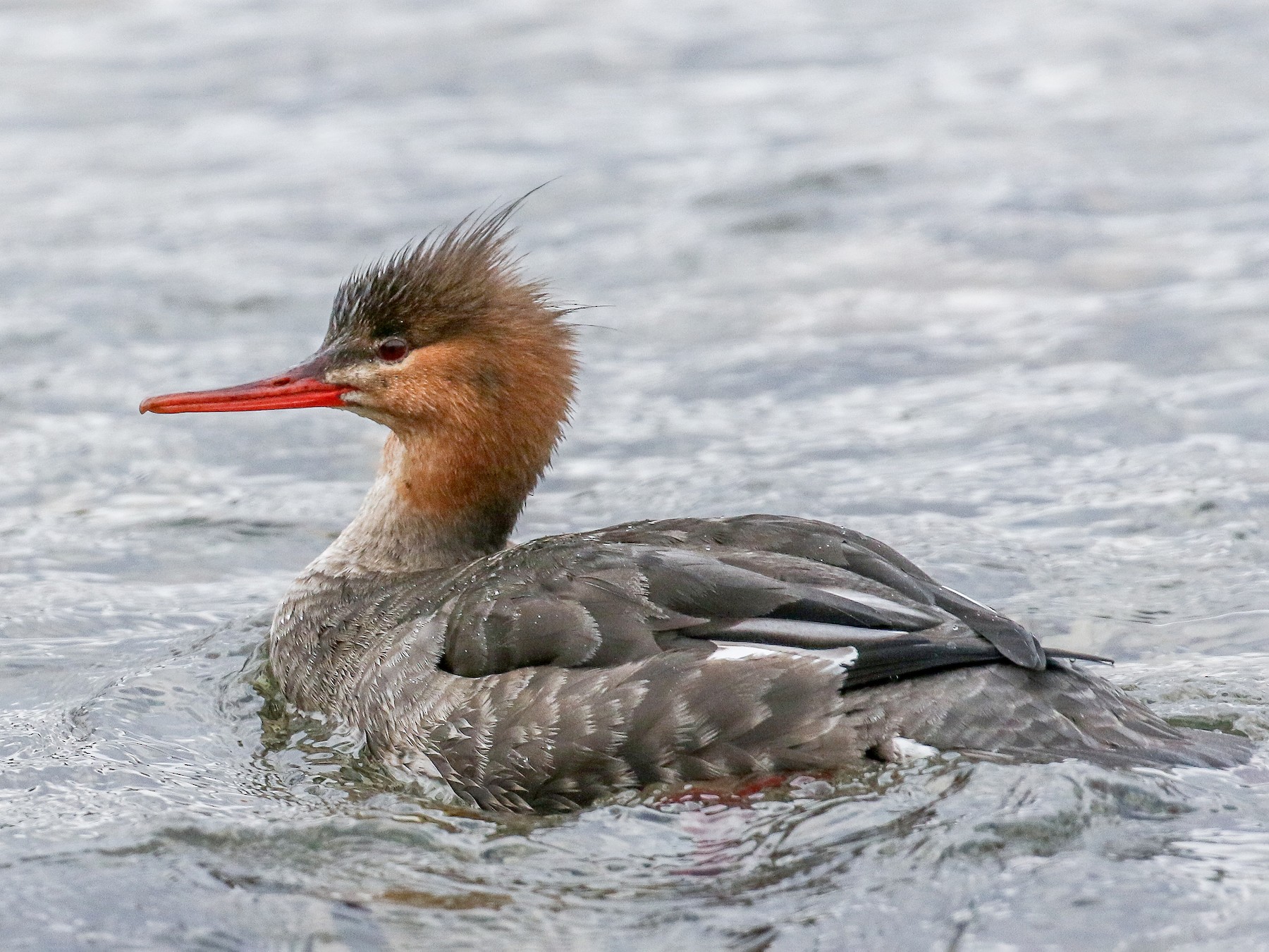 Red-breasted Merganser - Ethan Denton