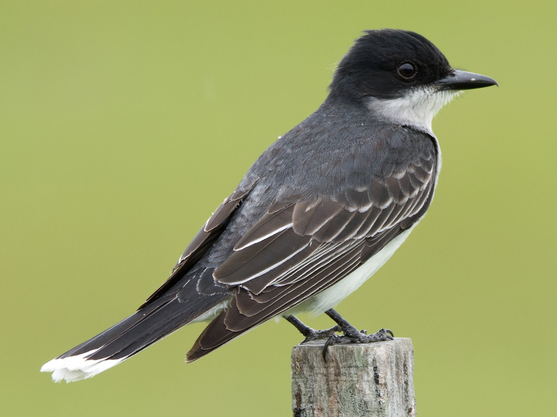 Eastern Kingbird - Frank Lehman