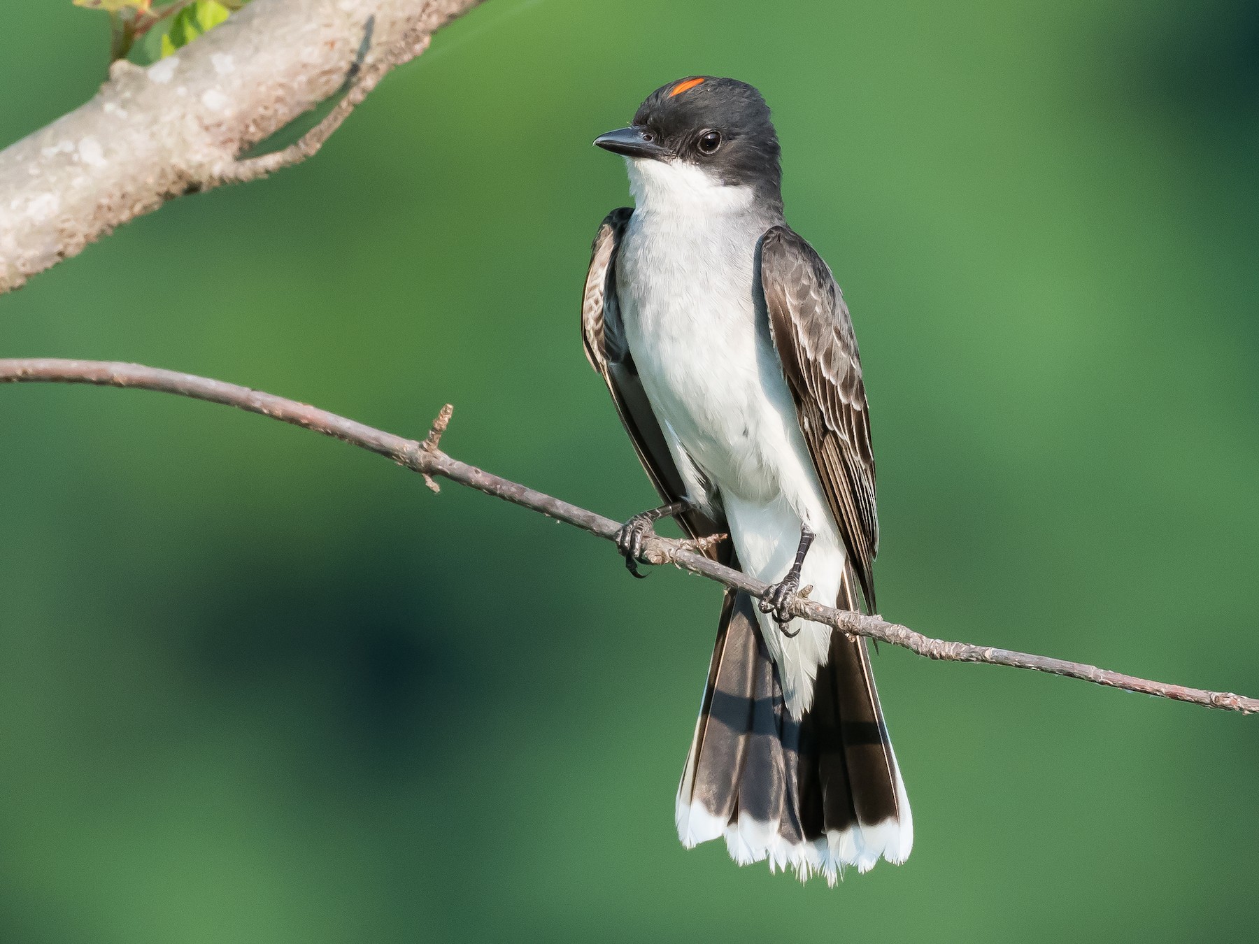 Black Phoebe Identification, All About Birds, Cornell Lab of