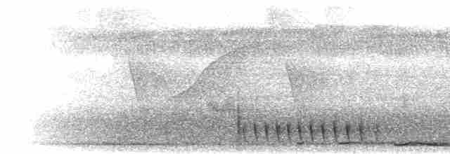 trogon guyanský - ML302124