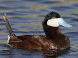 Ruddy Duck - Range map: Breeding - eBird Status and Trends