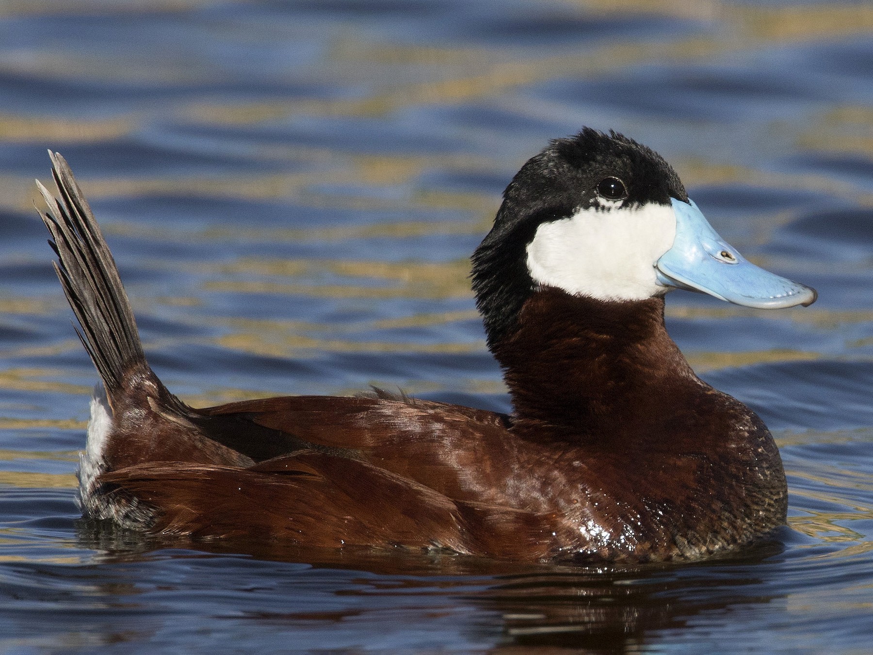 Ruddy Duck - pierre martin