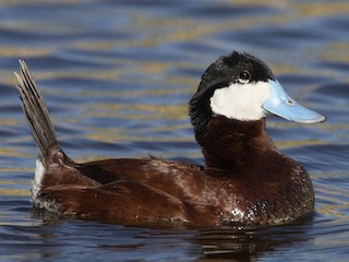 - Ruddy Duck