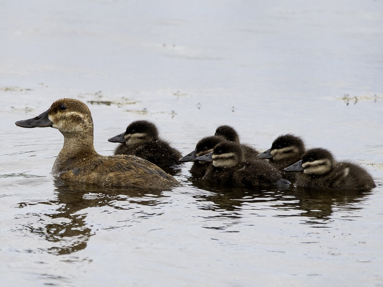 Ruddy Duck - Cam Nikkel