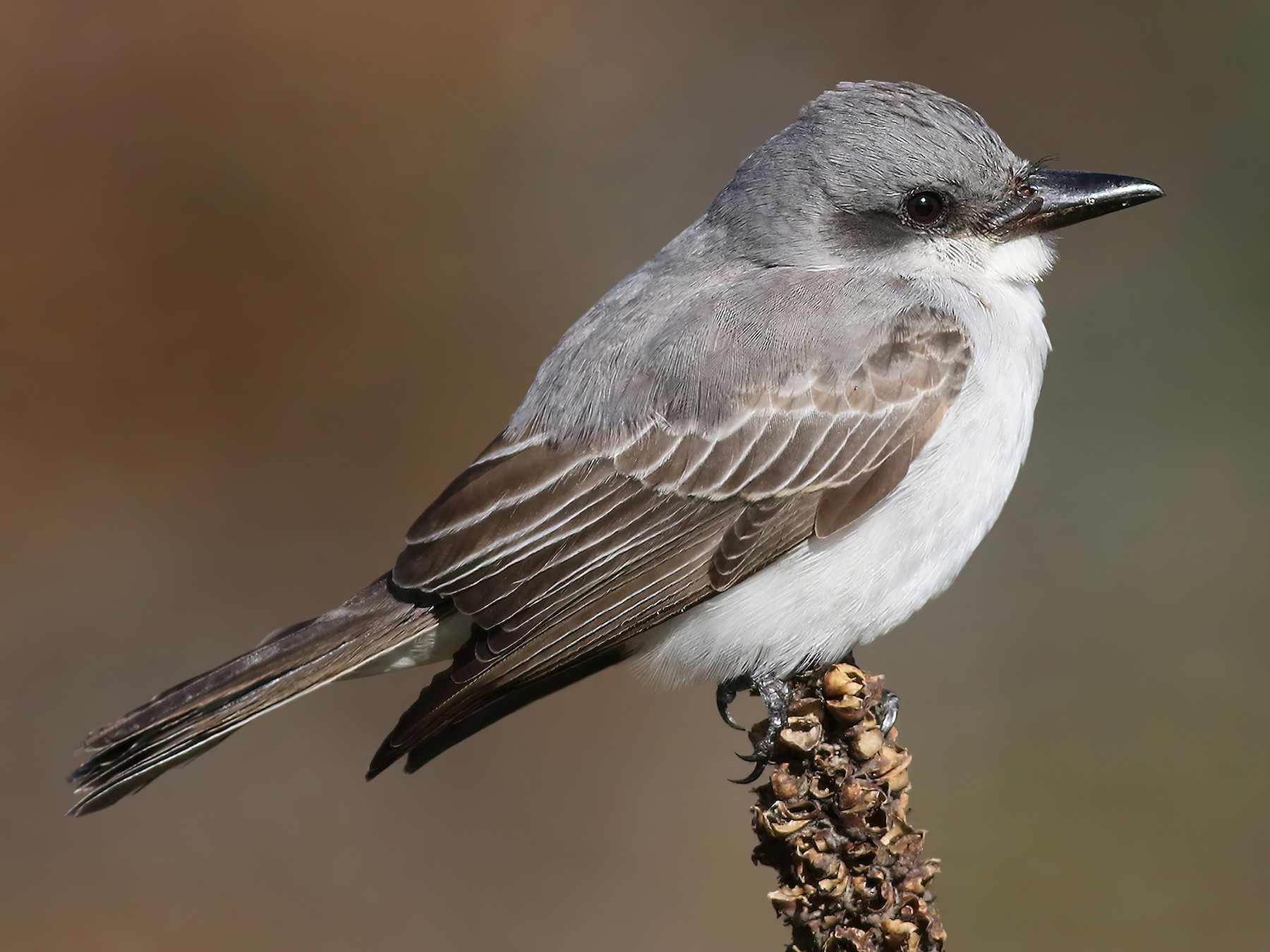 Juvenile Eastern Kingbird