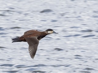  - Ruddy Duck